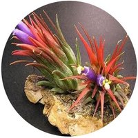 Tillandsia
