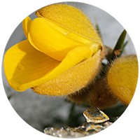 Ulex Europaeus - Gorse - Tojo