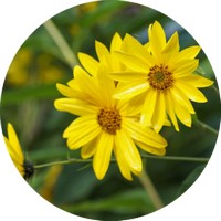 Topinambur-Helianthus Tuberosus - Tuberculos
