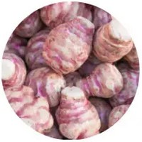 Topinambur-Helianthus Tuberosus