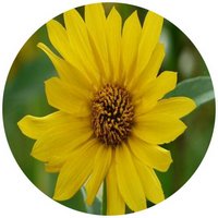 Topinambur-Helianthus Tuberosus
