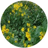 Topinambur-Helianthus Tuberosus - Tuberculos