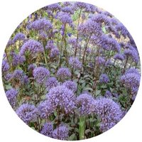 Trachelium Caeruleum