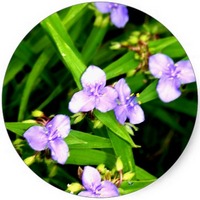 Tradescantia