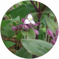 Tradescantia Cerinthoides