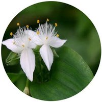 Tradescantia Fluminensis
