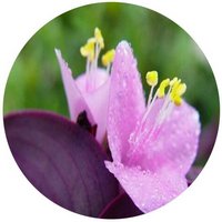 Tradescantia Pallida - Setcreasea Purpurea