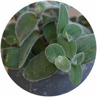 Tradescantia Sillamontana