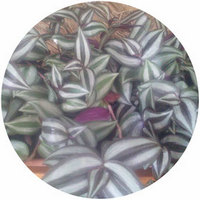 Tradescantia Zebrina