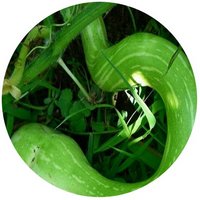 Trichosanthes Anguina