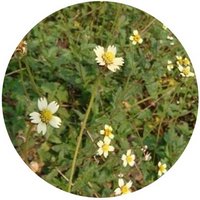 Tridax Procumbens