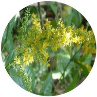 Trigonostemon Thyrsoideus