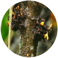 Trigonostemon Xiphophylloides