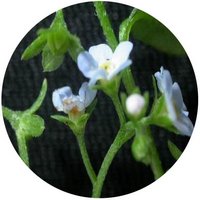 Trigonotis Peduncularis