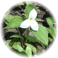 Trillium Grandiflorum