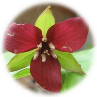 Purple Trillium