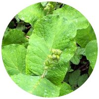 Triosteum Pinnatifidum