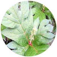 Triosteum Pinnatifidum