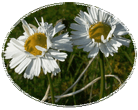 Tripleurospermum Maritimum