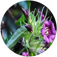 Tripterospermum Chinense