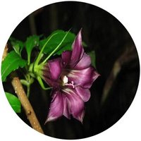 Tripterospermum Nienkui