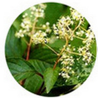 Tripterygium Wilfordii