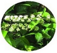 Tripterygium Wilfordii