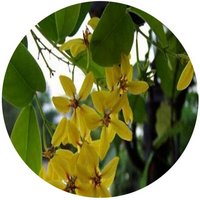 Tristellateia Australasiae