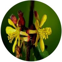 Triumfetta Rhomboidea