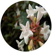 Trollius Japonicus - Trollius Pumilus