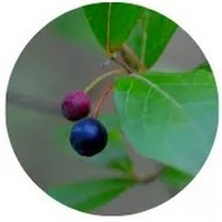 Vaccinium Arboreum