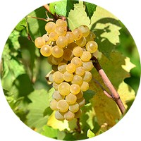 Vid Roja: Vitis Vinifera