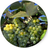 Vid Roja: Vitis Vinifera