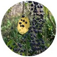 Vitis Labrusca - Fox Grape