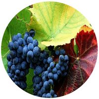 Vid: Vitis Vinifera