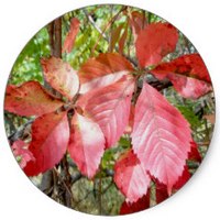 Vid Ornamental - Vitis Coignetiae