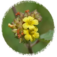 Waltheria Indica