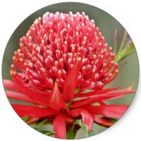 Telopea Speciosissima - Waratah