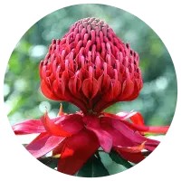 Telopea Speciosissima - Waratah