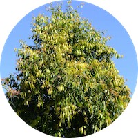 Waterhousea Floribunda