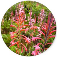 Watsonia