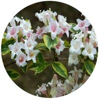 Weigela Florida
