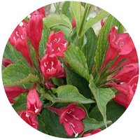 Weigela Florida Variegata