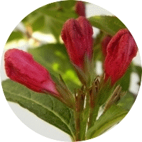 Weigela Florida Variegata