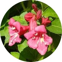 Weigela Florida Variegata