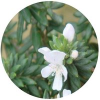 Westringia Wynyabbie