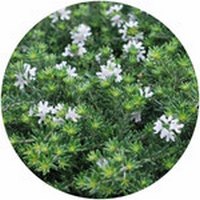 Westringia Fruticosa