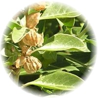 Withania Somnifera - Ashwagandha