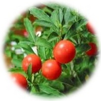 Withania Somnifera - Ashwagandha