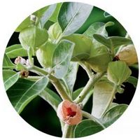 Withania Somnifera - Ashwagandha